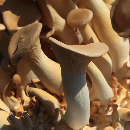 호텔 Vegan Und Restaurants Nicolay 1881 젤틴겐라티그