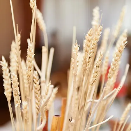 Hotel Vegan Und Restaurants Nicolay 1881