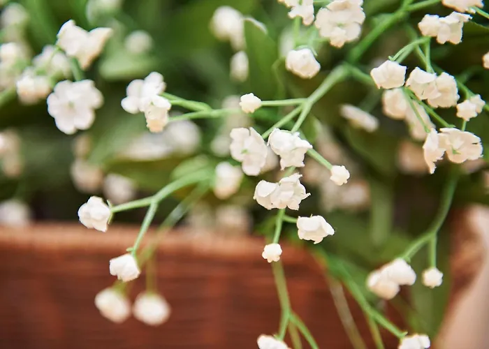 Vegan Und Restaurants Nicolay 1881 3* Zeltingen-Rachtig