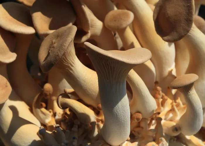 Hotel Vegan Und Restaurants Nicolay 1881 Zeltingen-Rachtig