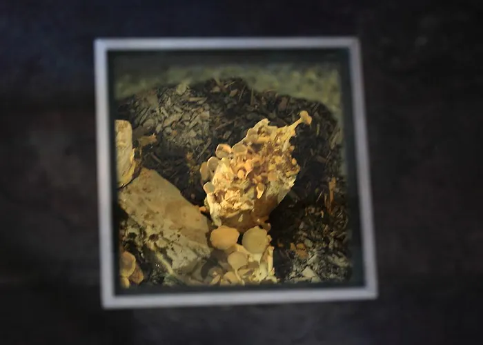 Vegan Und Restaurants Nicolay 1881 Hotel Zeltingen-Rachtig