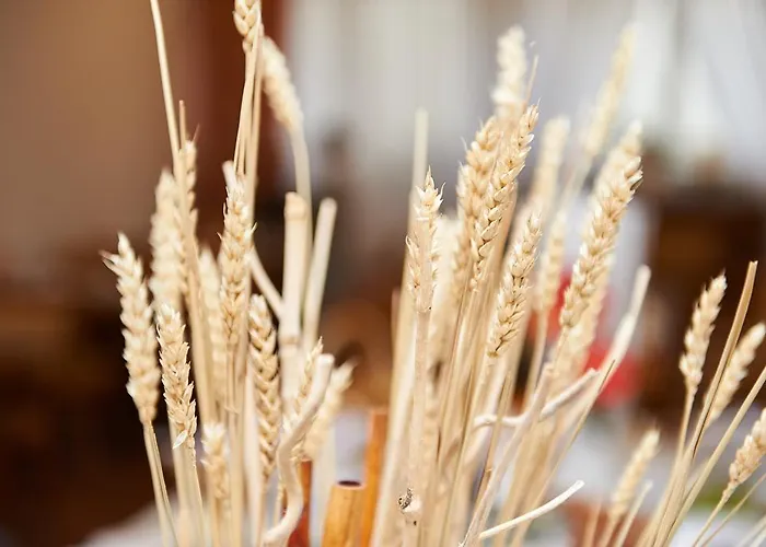 Hotel Vegan Und Restaurants Nicolay 1881